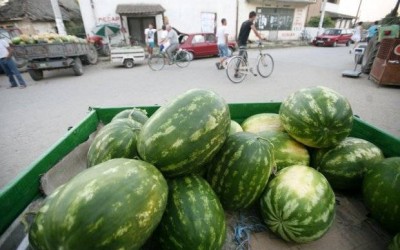 6 TRIKOVA DA NAĐETE NAJSLAĐU: Prepoznajte najbolju lubenicu na pijaci!