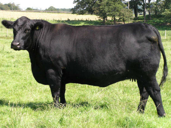 Kalinovik: Zadruga “Gvozno”, centar za reprodukciju tovne pasmine goveda Aberdin-Angus