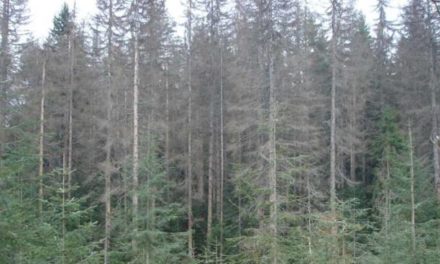 NAČELNICI UPOZORAVAJU: Suše se šume na Romanijskom platou